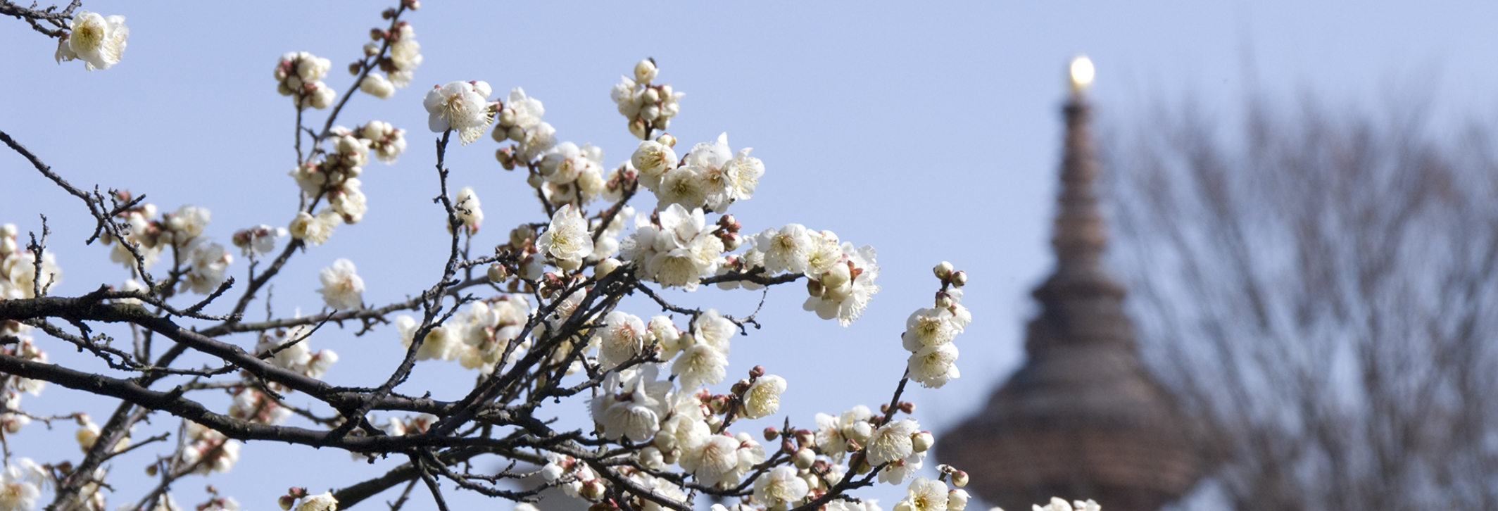 桜と大尖塔