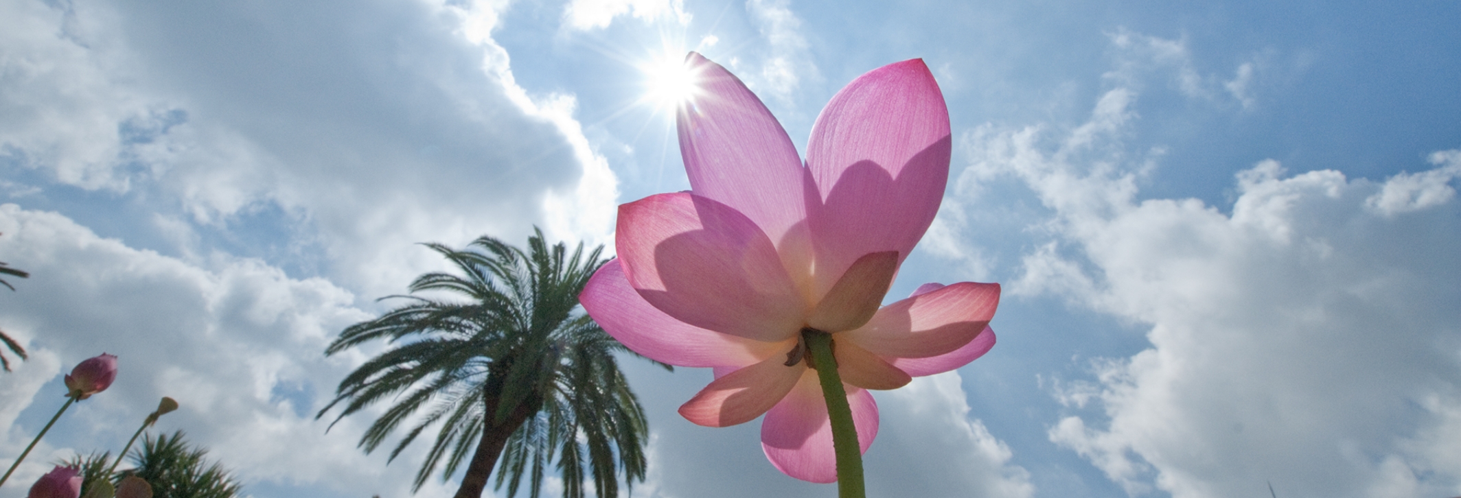 蓮の花と青空