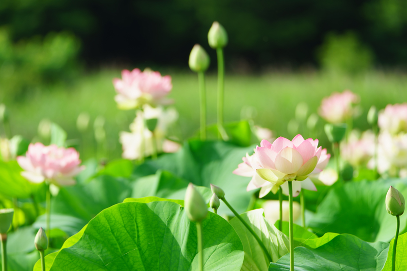 蓮の花