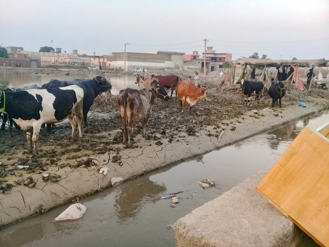 大雨災害に見舞われたパキスタンで、洪水による被害を免れた家畜たち（写真はともにＪＥＮ提供）