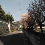 小学校の裏道（投稿者：kashiyamada）